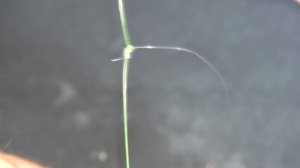 Как привязать поводок ,чтобы не путался? Простой способ.