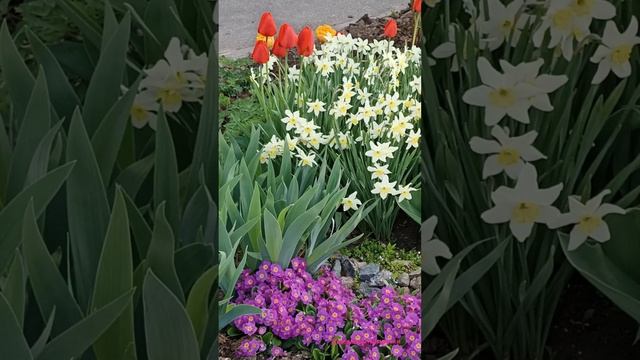 ЦВЕТЫ НА ЧУЖОЙ КЛУМБЕ смотреть онлайн