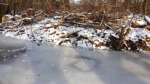 ЗАЙЦЫ ТОЖЕ ХОТЯТ КУШАТЬ ЗИМОЙ!! ЛЕД НА РЕЧКЕ 15 САНТИМЕТРОВ!! НЕ УЧИТЫВАЯ ПРОТАЛИН!! смотреть онлайн