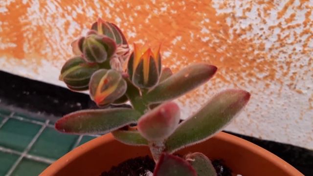Echeveria Pulvinata