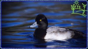 Голоса птиц Как поёт Чернеть хохлатая (Aythya fuligula).mp4