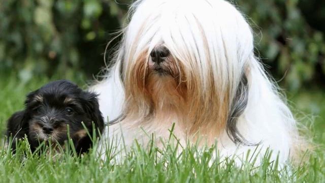 Тибетский терьер: описание породы собак смотреть онлайн