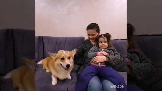 Www.corgi-pitomnik.by смотреть онлайн