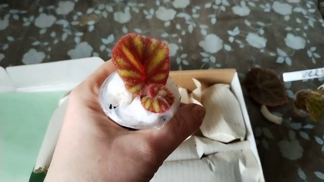Новинки. Первая посылка. смотреть онлайн