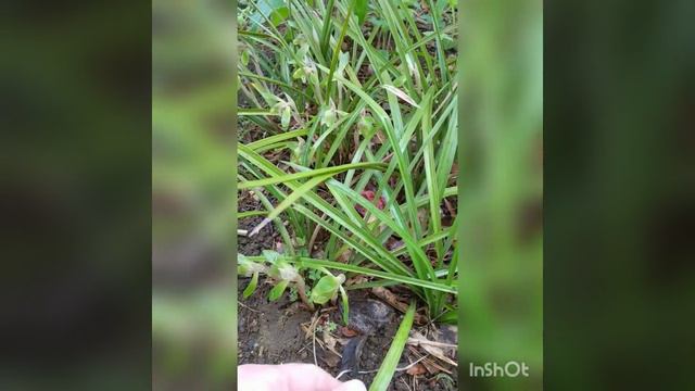 Cymbidium Goeringii In My Garden In Japan