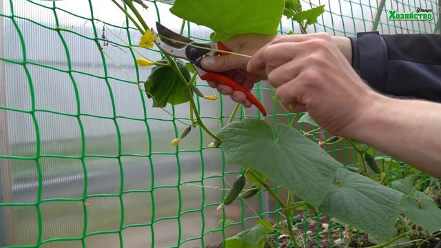 Как формировать самоопыляемые огурцы чтобы получить урожай в два раза больше? смотреть онлайн