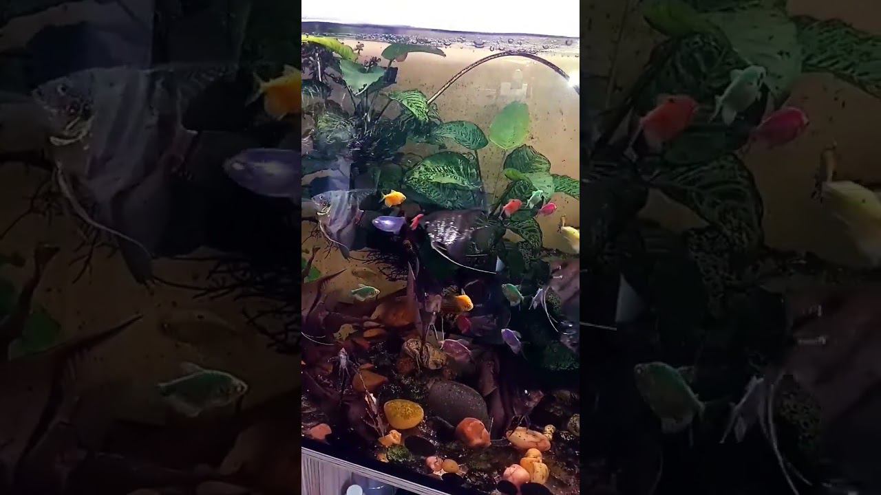 Аквариумные рыбки #aquarium #fish #аквариум #разводня #аквариумныерыбки #fishaquarium #рыбки #shorts смотреть онлайн