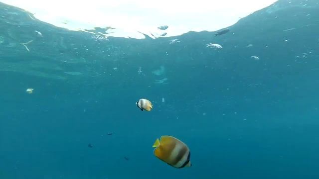 Diving in Bali (Tulamben, Amed) / Дайвинг на Бали (Туламбен, Амед) смотреть онлайн