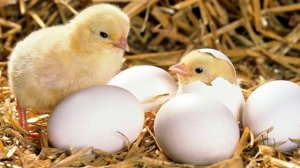 Как из яйца получается цыпленок