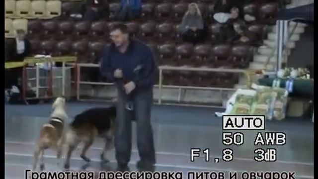Питбуль Пиф и овчарка Кадо показательные выступления на выставке смотреть онлайн