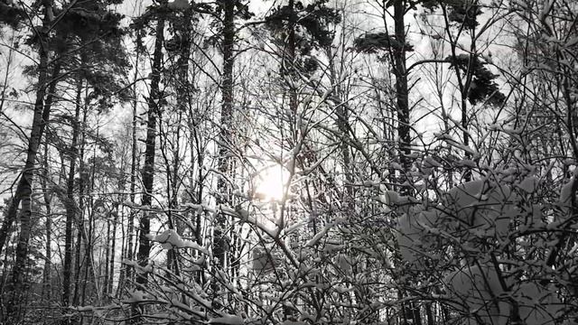С МУЖЕМ НА ЛЫЖАХ В ЛЕСУ)⛷❄❄❄??? смотреть онлайн