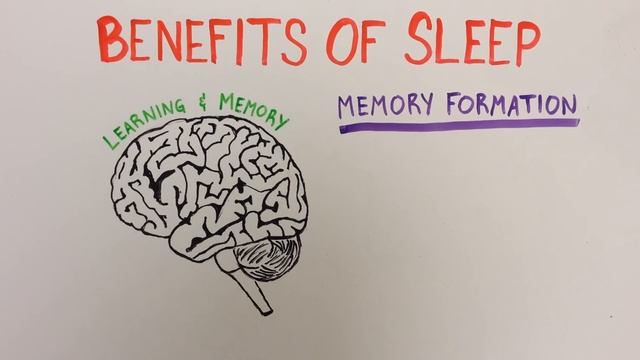Sleep 1: Importance and Benefits of Sleep смотреть онлайн