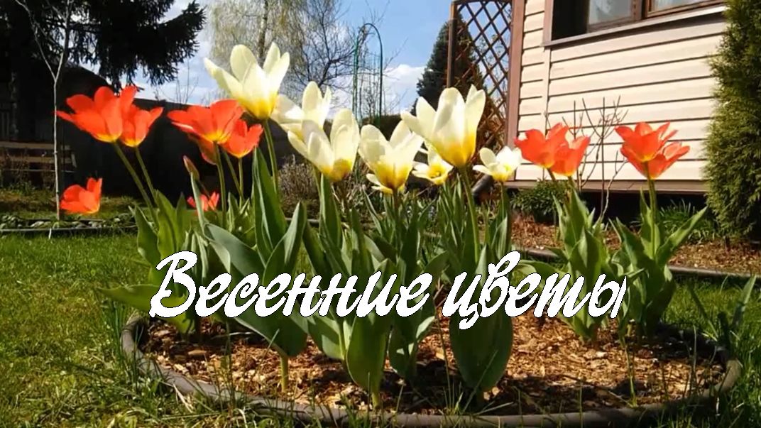Весенние цветы. Дачные картинки 2023. смотреть онлайн