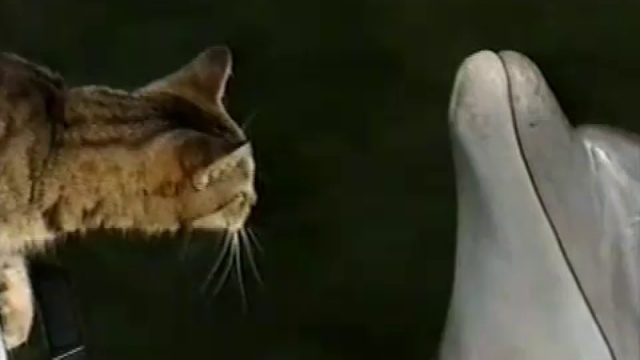 Коша любит дельфинчика смотреть онлайн