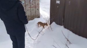 ОБНАРУЖИЛИ У СОБАКИ ШИШКУ НА ЖИВОТЕ | ИДЕМ В ВЕТЕРИНАРНУЮ КЛИНИКУ