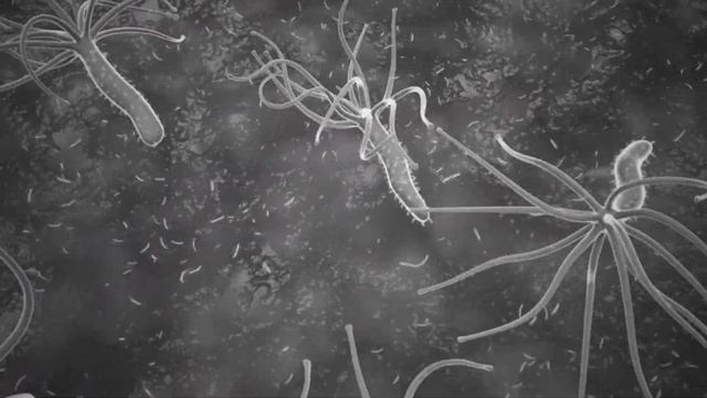 Научная визуализация. Helicobacter Pylori