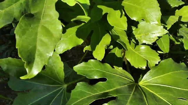 Фатсия японская (Fatsia japonica) в открытом грунте смотреть онлайн