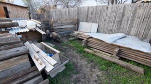 Уличное содержание свиней. Свиньи по уши в грязи.