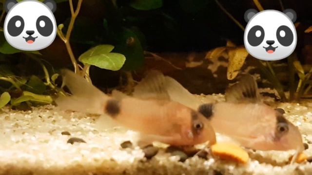 Corydoras panda in the paludarium/Коридорас панда в палюдариуме. смотреть онлайн