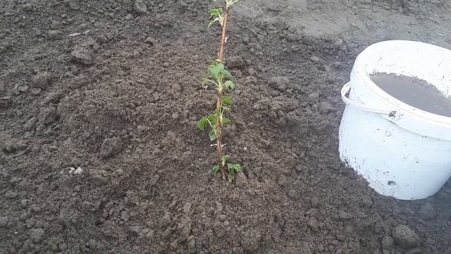 Смородина. Садим правильно, чтобы всегда с урожаем! смотреть онлайн