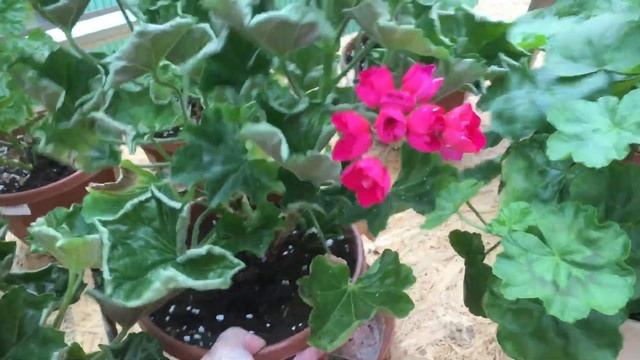 Pelargonija Lilian Andrea смотреть онлайн