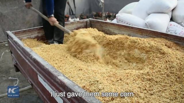 Chinese farmer and his 70,000 chickens become online celebrities смотреть онлайн