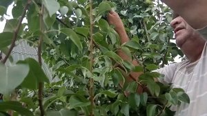 Сбор урожая груш сорта "Флейта"  Видео Нусратуллина Ф.Г.