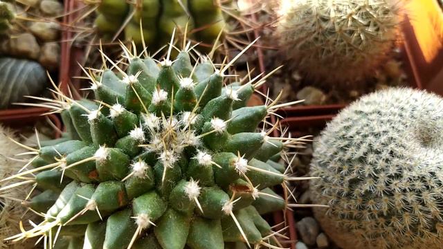 Коллекция кактусов.Утренний обзор от 23 апреля. И пара слов об ожидании и реальности...) смотреть онлайн