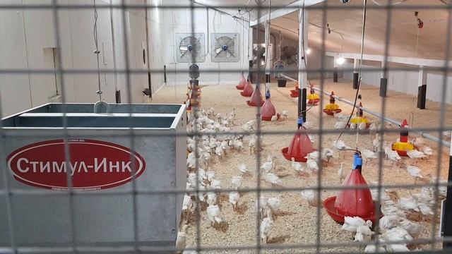 Выращивание индейки в напольном оборудовании Стимул-Инк смотреть онлайн