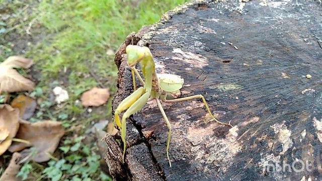 Богомолы. Нашествие#сочинцы#фаунасочи#sochi2022#лоо2022