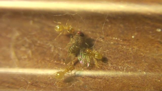 Lasius flavus 1 смотреть онлайн