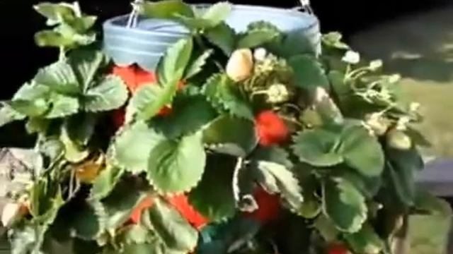 Topsy Turvy Strawberry Planter
