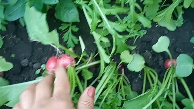 Редис весь сезон.Это очень просто. смотреть онлайн