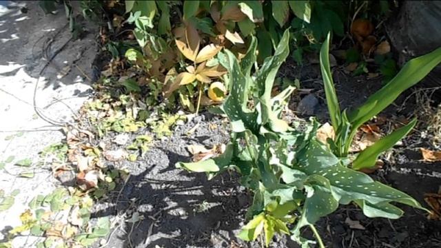 #каллы красота в саду. Мой опыт выращивания. смотреть онлайн