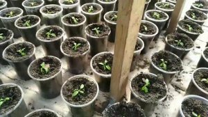 Как мы ПИКИРУЕМ ТОМАТЫ и в какие стаканы? Работаем БЕЗ ПОТЕРЬ в любую погоду!