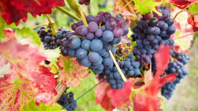 Oracles of God | | Garden of Eden | Episode - 7 | 2020 Sep 29 Tuesday Zoom Meeting смотреть онлайн