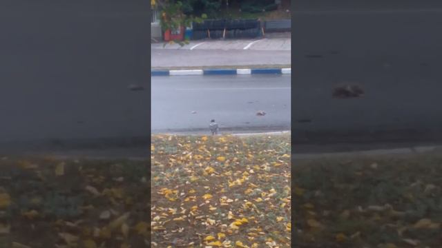 Серые вороны завтракают. смотреть онлайн