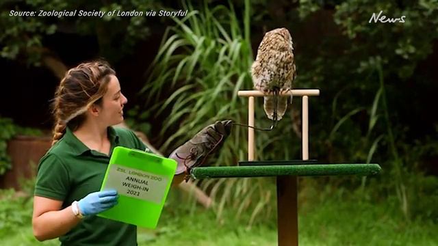 London Zoo holds annual weigh-in of animals смотреть онлайн
