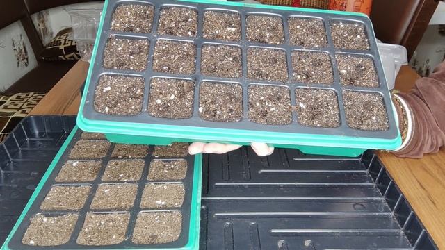 Посев перца и баклажан на рассаду 2022г. Способ посева без пикировки. Все о подготовке семян грунта смотреть онлайн