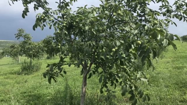 Саженцы ореха продажа. смотреть онлайн