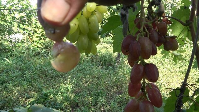 ГФ винограда Рафаэль 2022 Бурдак А В смотреть онлайн