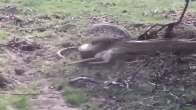 Большие Змеи Убивают Свою Добычу / Змея В Деле смотреть онлайн