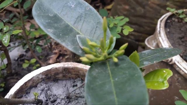 Bonsai Kecil Sudah Berbunga Ada Lantana, Asoka, Adenium, Bloodberry Dan Pecut Kuda смотреть онлайн
