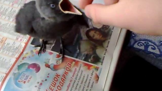 Галка просит есть