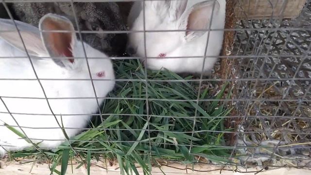 Можно ли кормить кроликов свежескошенной травой? смотреть онлайн