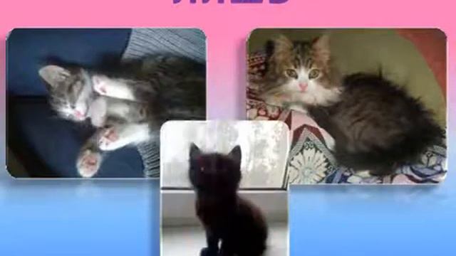 Днепропетровское общество защиты животных «Ковчег» смотреть онлайн