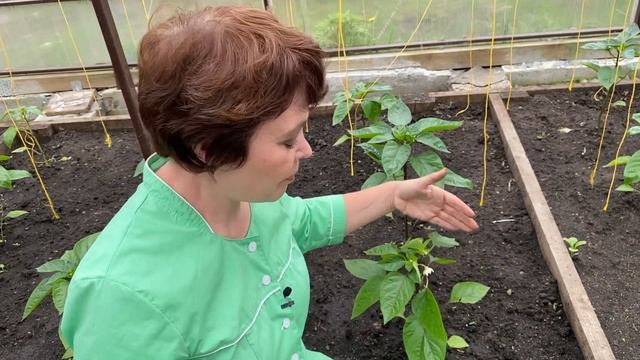 Коронный цветок перца - что с ним делать? Школа продвинутого садовода смотреть онлайн