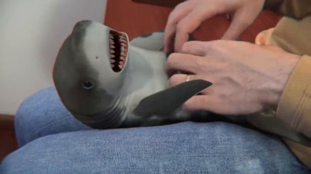 Surprised Baby Shark