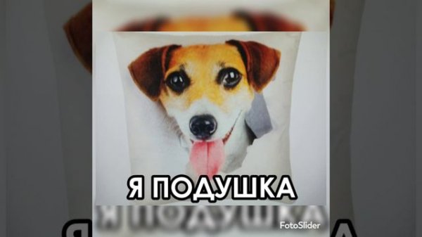Джек Рассел Слайд Шоу