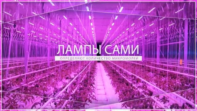 PLANTALUX RU смотреть онлайн
